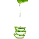 aloe vera.webp