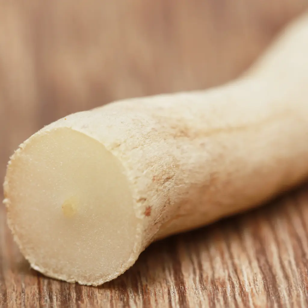 Asparagus Racemosus .webp