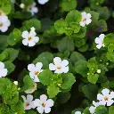 Bacopa monnieri .webp