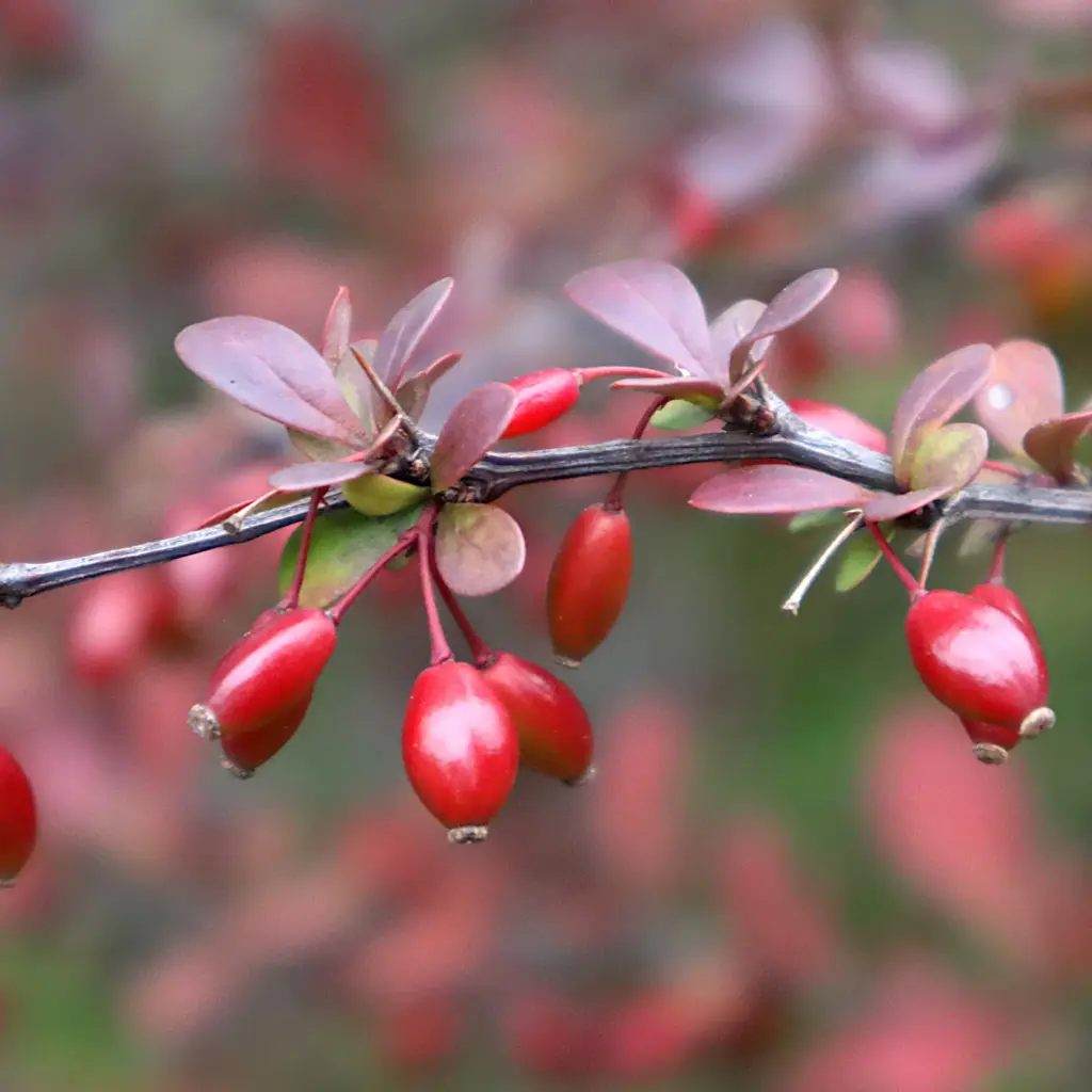 Berberis Aristata .webp