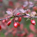 Berberis Aristata .webp