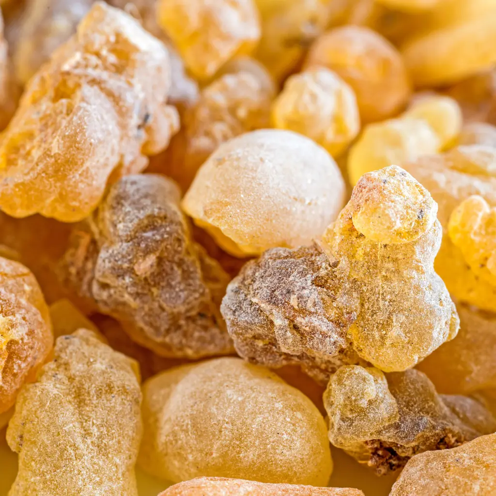 Boswellia Serrata.webp