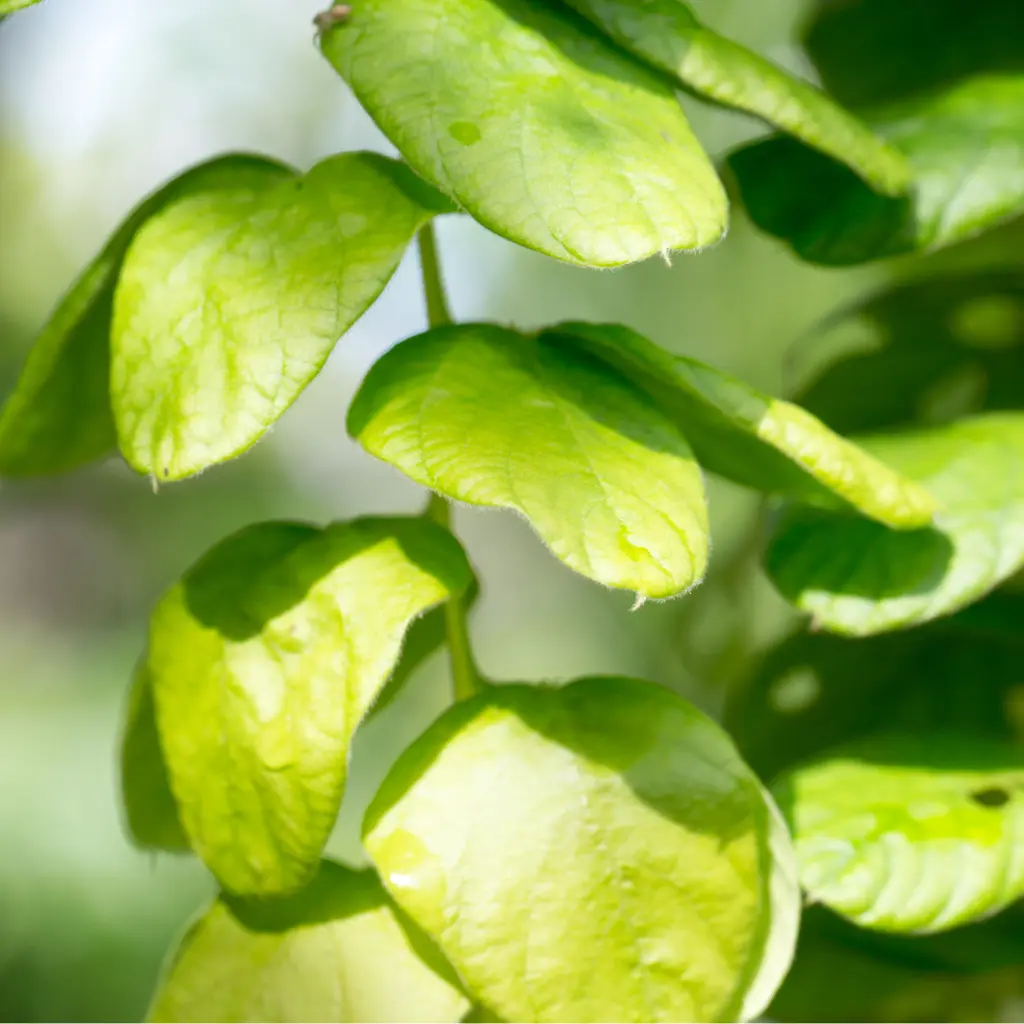 Desmodium Adscendens.webp