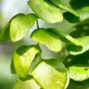 Desmodium Adscendens.webp