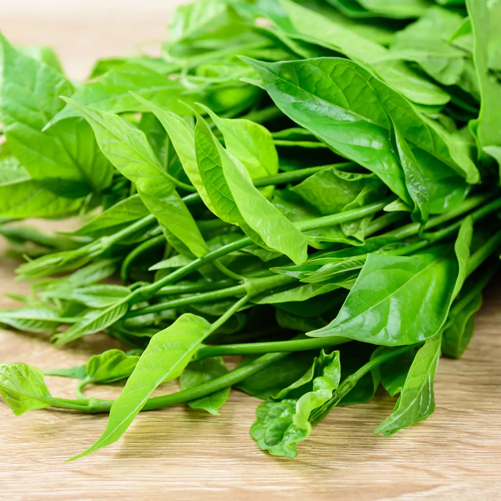 Gymnema sylvestre.webp