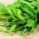 Gymnema sylvestre.webp