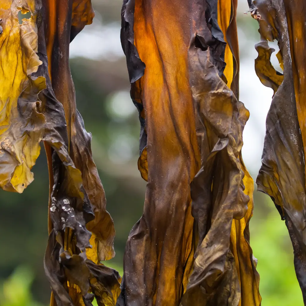 laminaria japonica.webp