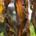 laminaria japonica.webp