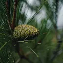 Pinus pinaster.webp