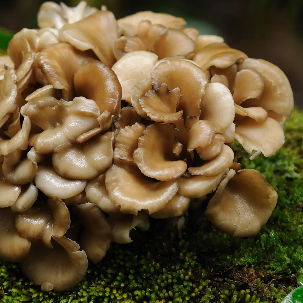 maitake.webp
