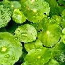 Centella asiatica.webp