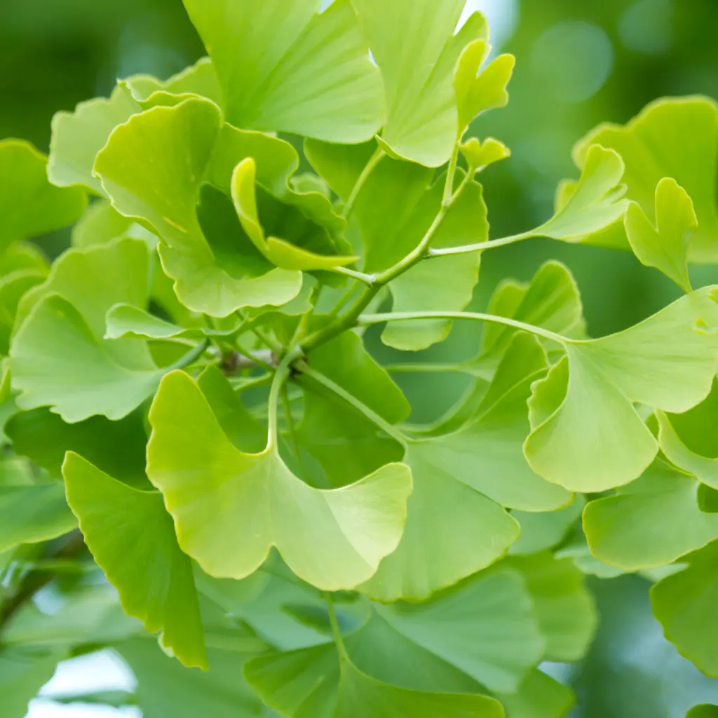 Ginkgo Biloba .webp