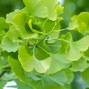 Ginkgo Biloba .webp