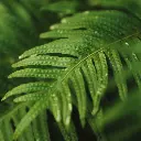 Polypodium leucatomos.webp