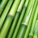 Bambou Tabashir.webp