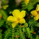 Tribulus.webp