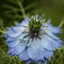 nigella sativa.webp